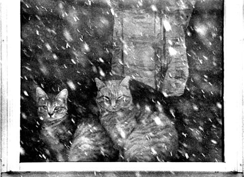 THE WEATHER OUTSIDE IS FRIGHTFUL,