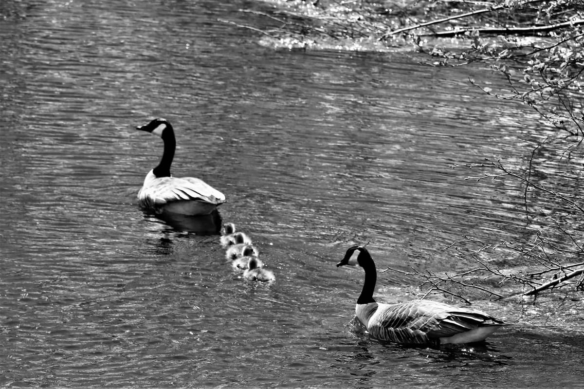 SWIMMING INTO SPRING