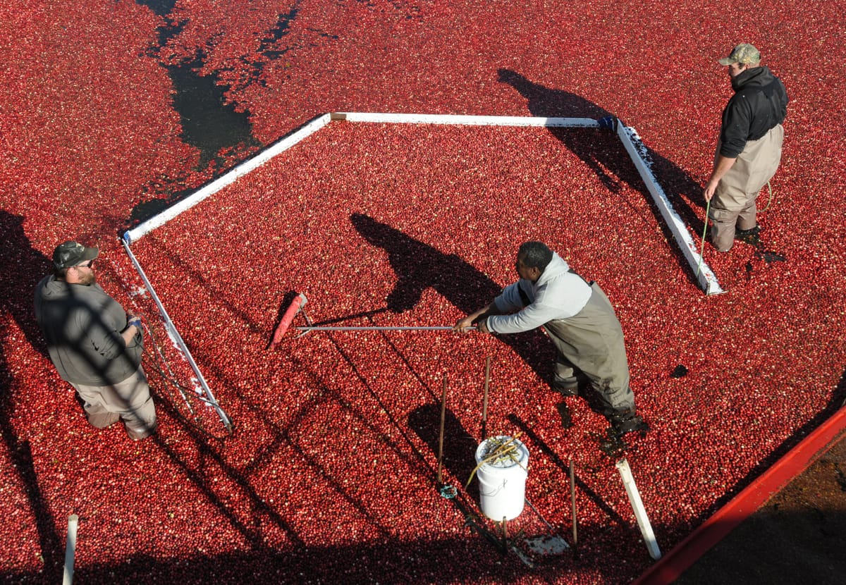 IN A SEA OF CRANBERRIES