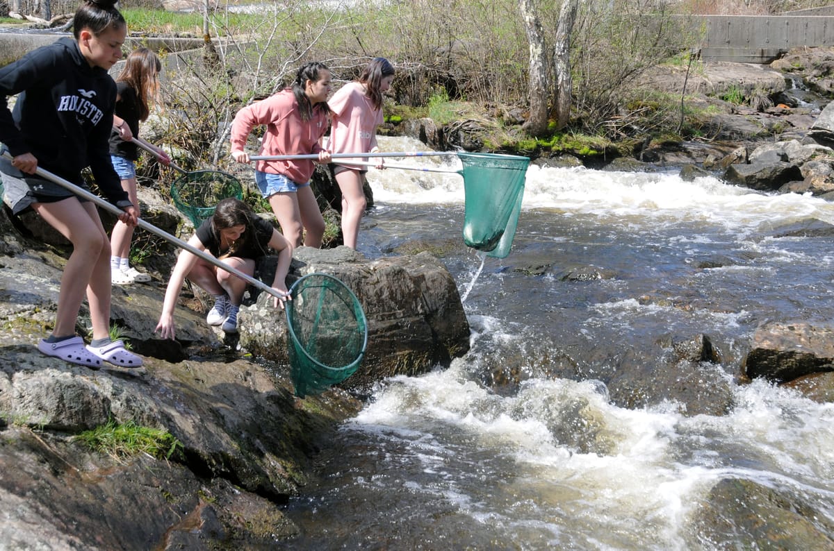 DIPPING ALEWIVES