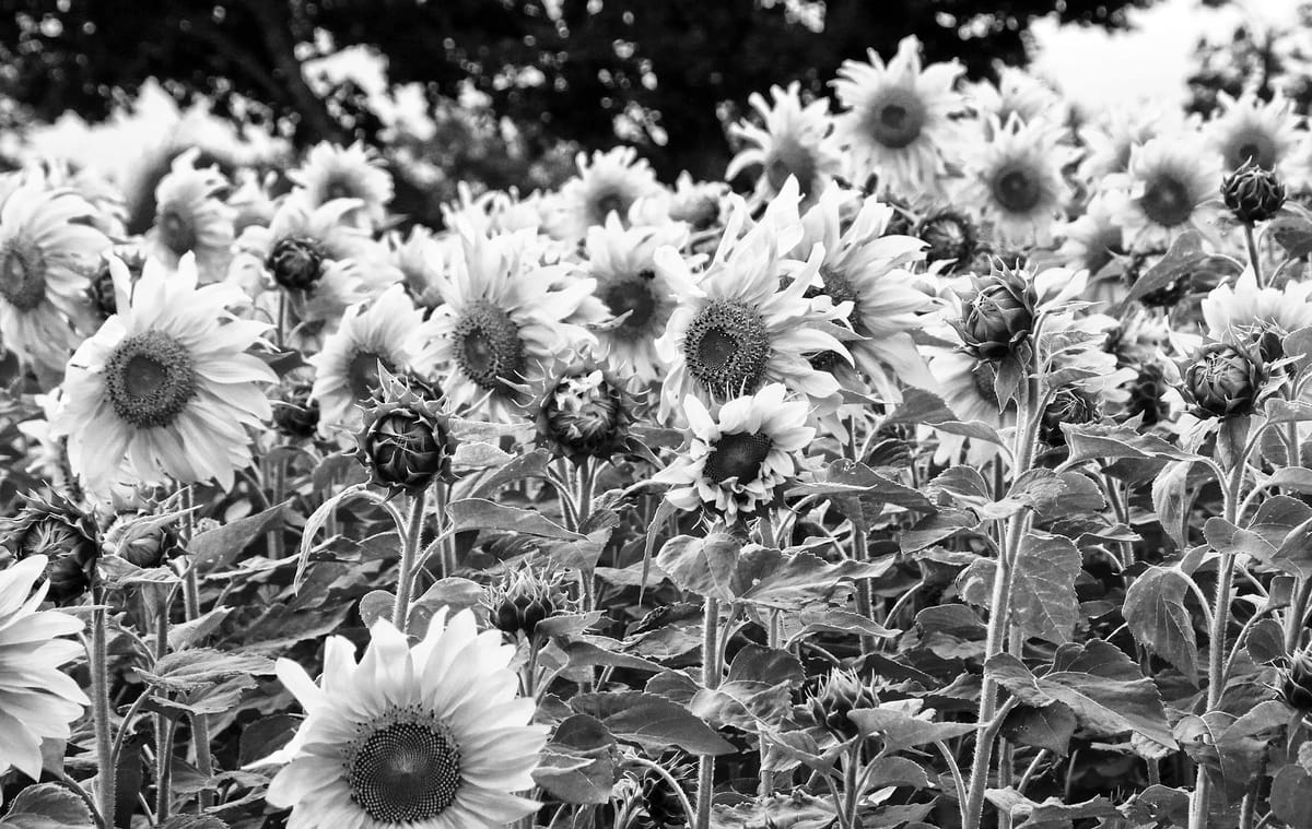 VIBRANT SUNFLOWERS