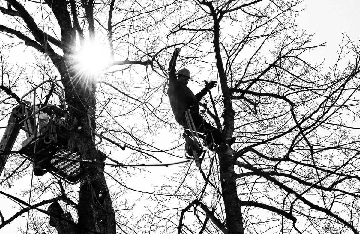 HIGH UP IN A TREE, J