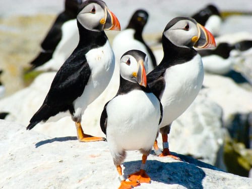THREE'S A CROWD -- Puffins gather on Machias Seal Island for the summer breeding season. (Chessie Johnson photo) THREE'S A CROWD -- Puffins gather on Machias Seal Island for the summer breed