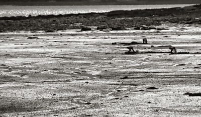 DIGGING CLAMS in Pottery Cove near Joe's Point in St. Andrews. The area was being harvested by diggers hired by a clam depuration plant. (Edward French photo)