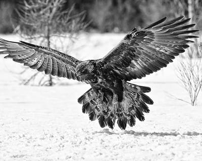 GETTING READY to land in a field in Pembroke is a golden eagle, a bird that is rarely seen in Maine. An expert on the West Coast determined that it is between four and five years old. (Don D