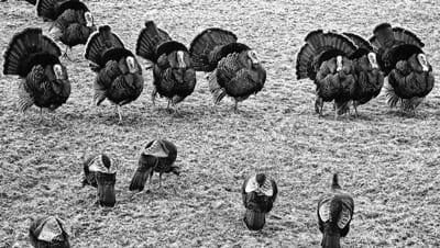 THESE TOM TURKEYS and hens enjoy their own thanksgiving – and plan to avoid the upcoming Thanksgiving Day dinner table. (Eileen Clark photo)