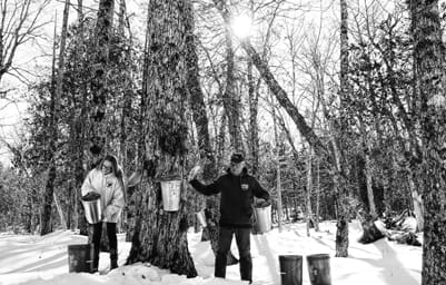 COLLECTING SAP from maple trees in a Robbinston sugarbush for Howard and Mary Ann Duvall’s Maple Lane Sugary are Jim Morrell and his granddaughter Madison Morrell. The Duvalls tapped 550 map
