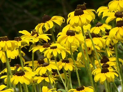 UNDER THE SPELL of hot, lazy summer days, brown-eyed Susans beckon to be chosen for a wildflower bouquet. (Chessie Crowe Gartmayer photo)