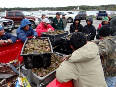 SEA URCHIN BUYERS in Lubec look over the totes brought in by Teea Tinker and the crew of The Late Starter. Six buyers have been bidding for the urchins being harvested, with the roe then shi