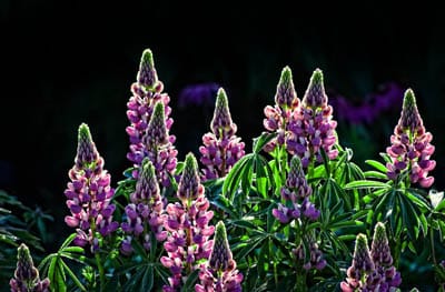 MEANDER through the fields of wild lupines that fill the landscape with hues of blue, purple, white and pink during the month of June. (Chessie Crowe Gartmayer photo)