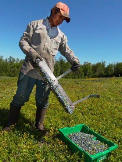 A MIGRANT WORKER from Mexico rakes blueberries in Whiting under a pleasant August sun. A near-average crop is being predicted this year for Maine's wild blueberries. (Chessie Crowe Gartmayer