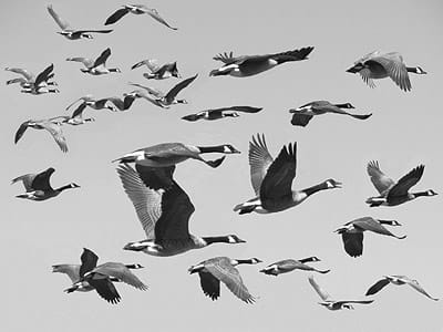 FAIR WEATHER FRIENDS. When geese fly south, Old Man Winter will soon be on our doorstep. (Chessie Crowe Gartmayer photo)