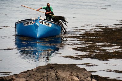 PITCHING ROCKWEED on a warm spring day, a harvester works in Johnson’s Bay, Lubec. (Chessie Crowe photo)