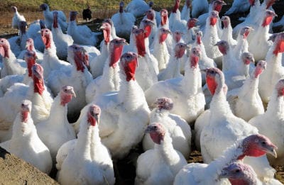 GOBBLE, GOBBLE! Tide Mill Organic Farm in Edmunds will be processing 300 to 400 organically raised turkeys this year for Thanksgiving Day dinners for families in Maine. (Edward French photo)