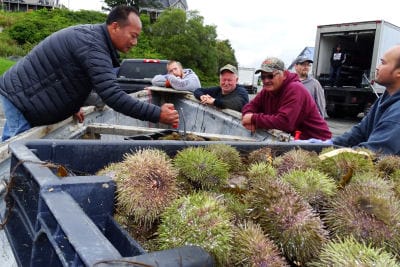 ON OPENING DAY of the sea urchin season, buyers at the Lubec boat launch check the roe count of the urchins brought in by local fishermen. “I never saw so many urchins out there in my life!”