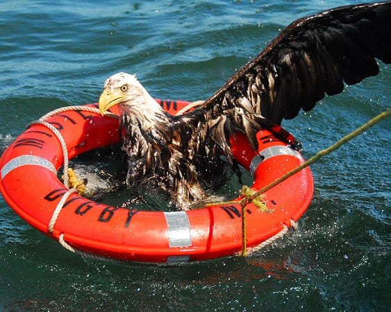 "HE WAS HAVING NONE OF IT," said Mackie Greene, captain of the Mister Matthew, when the crew of the Island Cruises whale watching boat tossed a life ring to a waterlogged eagle in order to p