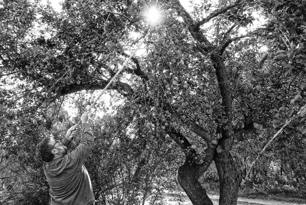 APPLE-PICKING TIME. In an autumn ritual, Greg Worster harvests a bounty of apples from an heirloom tree at the Eastport home of his father-in-law and mother-in-law, John and Liane Grodewald,
