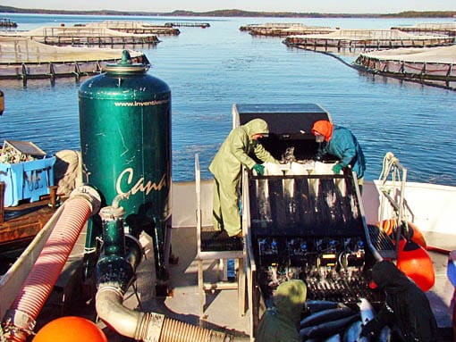 Harvesting some of the 3 million salmon that Cooke Aquaculture placed in Cobscook Bay pens in 2006 are workers at a site in South Bay, Cooke plans to reopen either its Machiasport or Eastpor