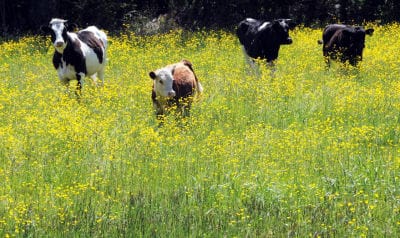 WHO'S BUTTERCUP? Out standing in a field of buttercups in Edmunds are these curious cows. (Edward French photo)
