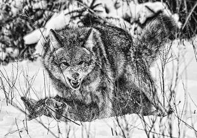 TWO COYOTES engage in a fight to see who is the dominant one in Perry recently. (Don Dunbar photo)