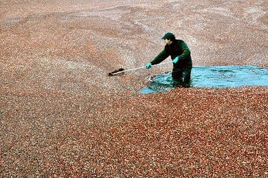 A RIVER OF CRANBERRIES is wet-harvested at Mingo's Products in Red Beach by (left to right) Troy Golding, Donovan Palmer, Artie Mingo and Nathan Chambers. While the crop is down this year be