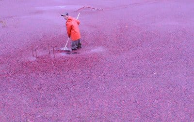 RAKING IN a sea of cranberries is Scott Lursen at Mingo's cranberry bogs in Red Beach. (Edward French photo)