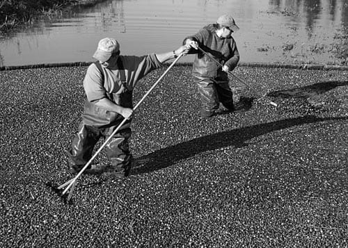 NOT RAKING LEAVES, but cranberries, are John and Kelly Alexander of Columbia Falls. The October 21 harvest was at David Lakeman's property at Gleason's Cove, Perry. (Don Dunbar photo)