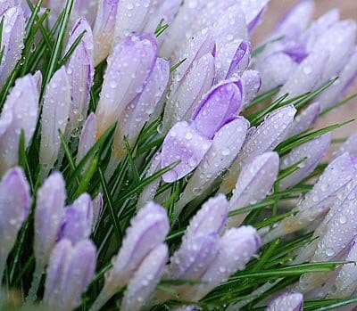 UP SPRINGS the crocus in yellow and blue from the cool ground. (Chessie Crowe Gartmayer photo)