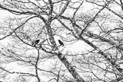 IN THE BLEAK MID-WINTER, two crows rest on gnarled, bare branches and cast a cold eye over the barren landscape. (Edward French photo)