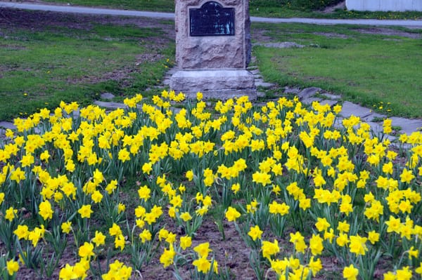 DAFFODILS BLOOM by the Civil War memorial on Washington Street in Eastport just before Memorial Day. Last fall 5,000 daffodils were planted throughout the city as a community project sponsor