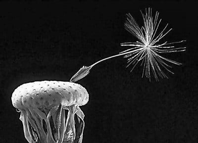 GONE BY, a lone dandelion seed survives against the breeze. (Chessie Crowe Gartmayer photo)