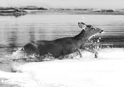 DOING THE DEERY PADDLE? After swimming across the open water of Pennamaquan River in Pembroke, this deer was able to get up onto the ice. (Don Dunbar photo)