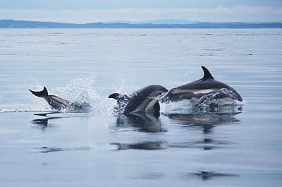 FEEDING near Head Harbour, Campobello, on August 3 were Atlantic white-sided dolphins, which are rare for this area. (Christi Taylor photo)