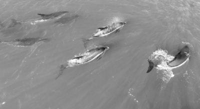 ABOUT 50 WHITE-SIDED DOLPHINS were spotted off Leighton Point in Pembroke on October 19 by Markley Boyer, who took this photo from his kayak using a drone. “I’ve been coming to Pembroke for 