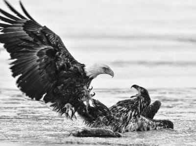 FIGHTING over a fish in Lubec are an adult and an immature bald eagle. (Don Dunbar photo)