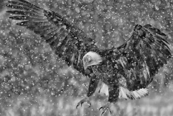 AN EAGLE FLIES through the snowflakes as it prepares to land in Perry on February 25. (Don Dunbar photo)