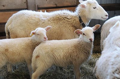 SPRING LAMBS are ready to frolic at Karl and Jane North’s farm on the Ridge Road in Robbinston. (Edward French photo)