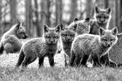 HAVING FUN IN THE EARLY SPRINGTIME SUN, fox kits check out their surroundings. There have been a number of reports around Eastport of families of foxes with dens at different locations. (Don