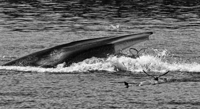 A FINBACK WHALE lunge feeds off Spruce Island in Head Harbour Passage on August 13. (Don Dunbar photo)