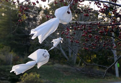 GHOSTS FLY THROUGH THE TREES just before All Hallow’s Eve. (Edward French photo)