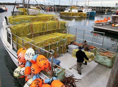 LOADING TRAPS at Ingalls Head, Grand Manan, on November 11 is the crew of Twilight Fisher 2000. Lobster fishermen reported strong landings at the start of the season, which was delayed by th