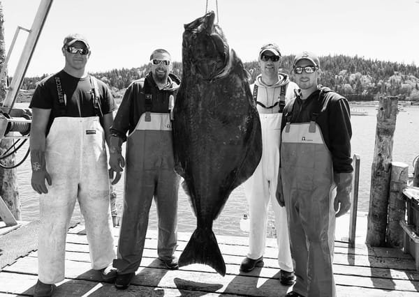 A HALIBUT weighing 217.5 pounds was caught by these Cutler fishermen on May 20 aboard the Keenan & Shane. From left to right are Keenan Feeney, John Polley, Patrick Feeney, the captain of th