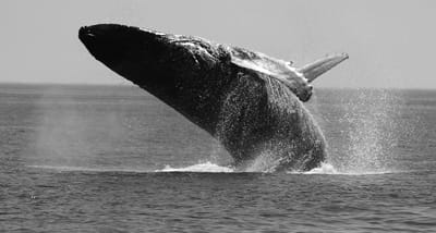 A HUMPBACK WHALE breaches near South Wolf Island on August 9, to the delight of whale-watchers. (Joe White photo)