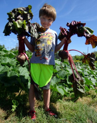 EAT LOCAL! Jack Caricofe, 7, of Lubec discovers the joy of his neighbor’s beets. (Chessie Crowe Gartmayer photo) Subscribe to Quoddy Tides Rates:$35 a year in Washington County, Maine (tax i