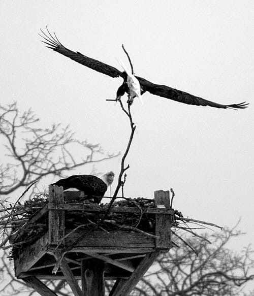 REBUILDING THEIR NEST on March 1 for the 20th season since they were first observed at the Moosehorn National Wildlife Refuge in 1988 is the bald eagle pair. The male is shown bringing in a 