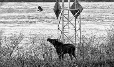 “I WANDERED LONELY AS A CLOUD.” This cow moose might be contemplating Wordsworth’s poem as it snacks on some bushes on Little Dog Island off Eastport’s north end and watches an immature eagl