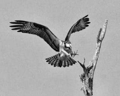 FLYING in to land on a branch in Pembroke is an osprey. (Don Dunbar photo)