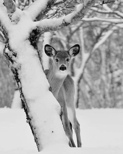 PLAYING peek-a-boo around a tree in Eastport is a young deer. If it didn't see its shadow, will that mean spring is near? (Don Dunbar photo)