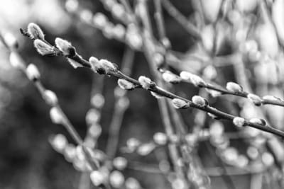 SIGNS OF SPRING. Catkins bud on pussy willows, as spring slowly comes Downeast. (Edward French photo)