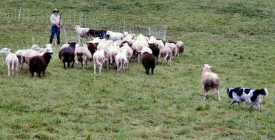 SHEEP MAY SAFELY GRAZE. Molly the sheepdog herds a flock of Chris Guida's sheep in Edmunds. (Edward French photo)